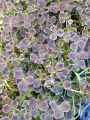Trifolium repens var nigricans