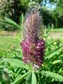 Trifolium rubens