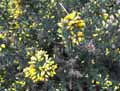 Ulex europaeus
