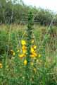 Ulex gallii
