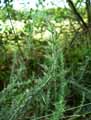 Ulex minor