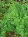 Vicia cassubica