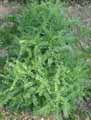Vicia ervilia