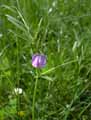 Vicia sativa