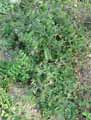 Vicia sepium