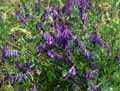 Vicia villosa