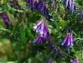 Vicia villosa