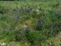 Vicia villosa