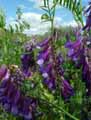 Vicia villosa