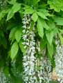 Wisteria floribunda Alba