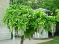 Wisteria floribunda Alba