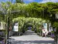 Wisteria floribunda Longissima Alba