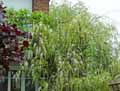 Wisteria sinensis Alba