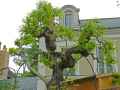 Wisteria sinensis