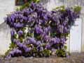 Wisteria sinensis