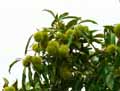 Castanea sativa