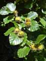 Fagus sylvatica