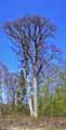 Fagus sylvatica