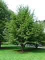 Fagus sylvatica Heterophylla Laciniata