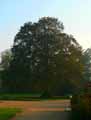 Fagus sylvatica