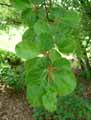 Fagus sylvatica Rotundifolia