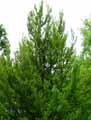 Fagus sylvatica Rotundifolia
