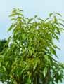 Quercus augustinii