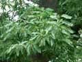 Quercus castaneifolia