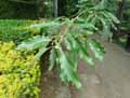 Quercus castaneifolia