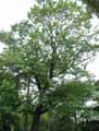Quercus castaneifolia