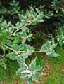 Quercus ilex