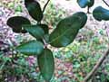 Quercus ilex