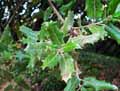 Quercus ilex