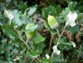 Quercus ilex