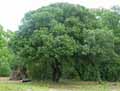 Quercus ilex