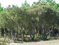 Quercus ilex