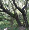 Quercus ilex
