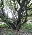 Quercus ilex
