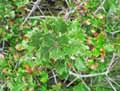 Quercus ilex