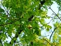 Quercus macrocarpa