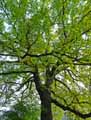 Quercus macrocarpa