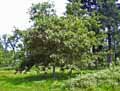 Quercus palustris