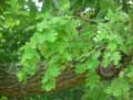 Quercus pubescens