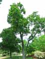 Quercus pubescens