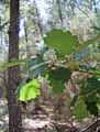 Quercus pubescens