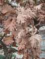 Quercus pyrenaica