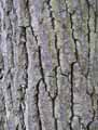 Quercus robur