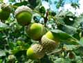 Quercus robur