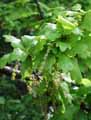 Quercus robur