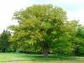 Quercus robur